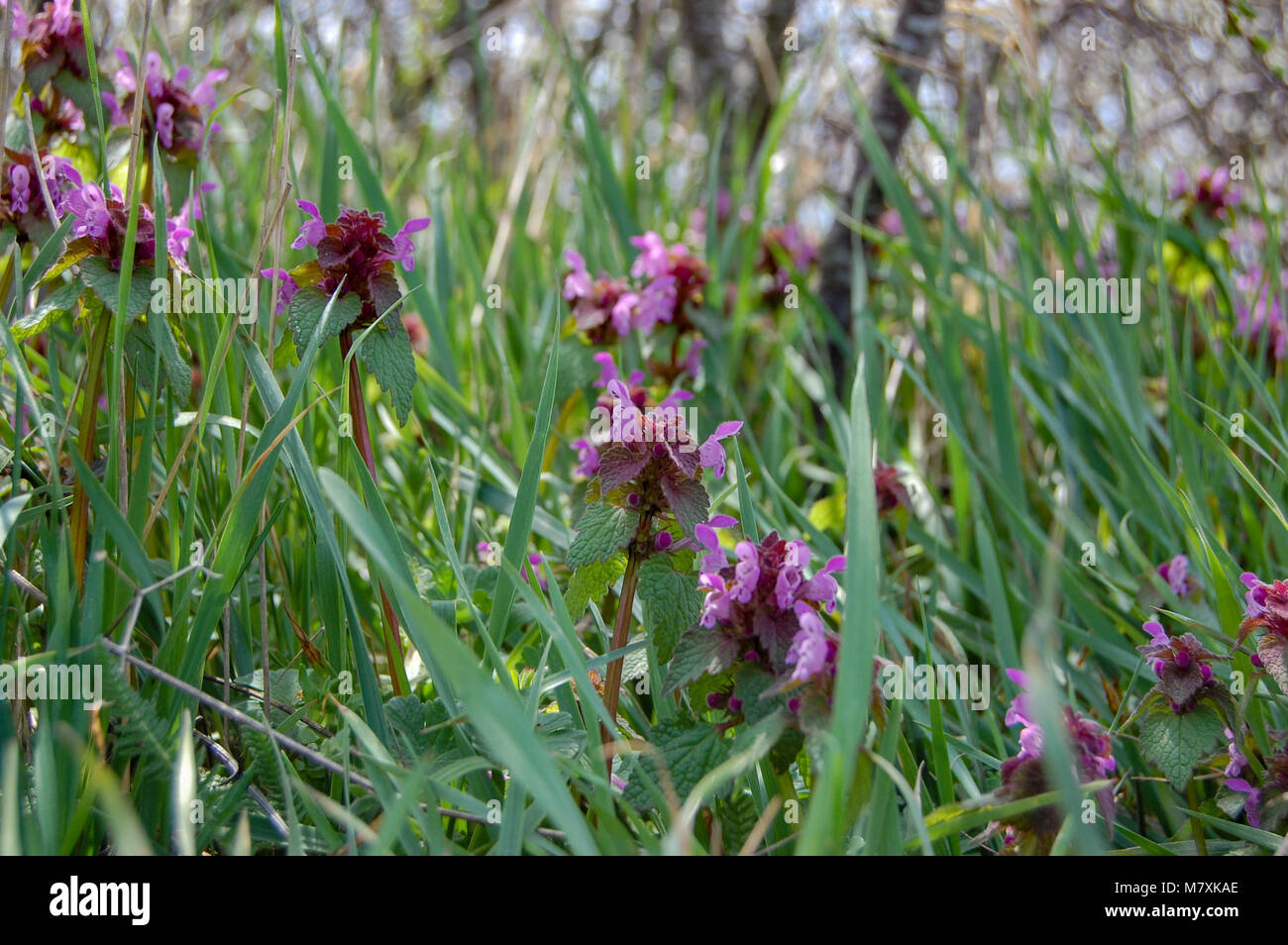 Prato fiori viola in erba Foto Stock