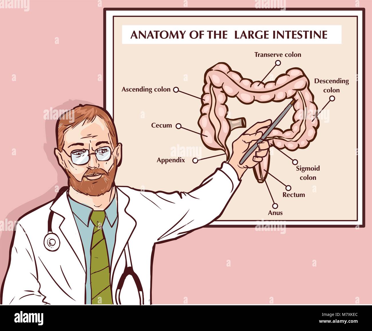 Illustrazione vettoriale di un medico che spiega il grande intestino Illustrazione Vettoriale
