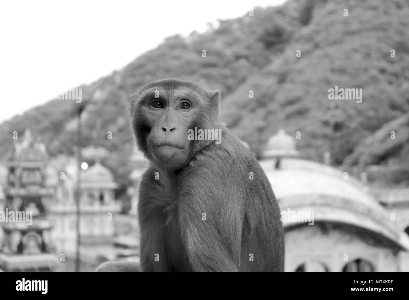 Fotografato le scimmie presso il tempio delle scimmie a Jaipur. Foto Stock