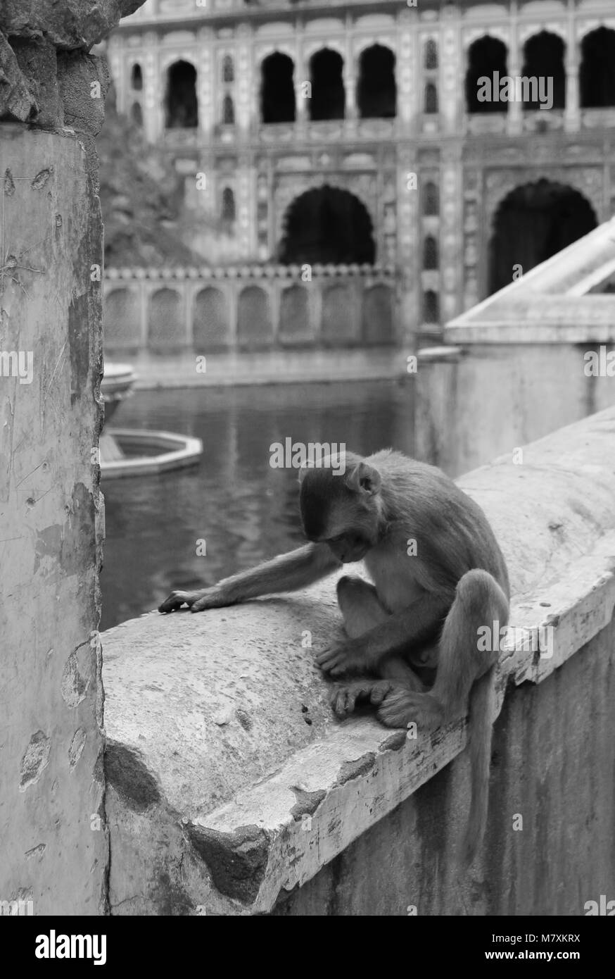 Fotografato le scimmie presso il tempio delle scimmie a Jaipur. Foto Stock