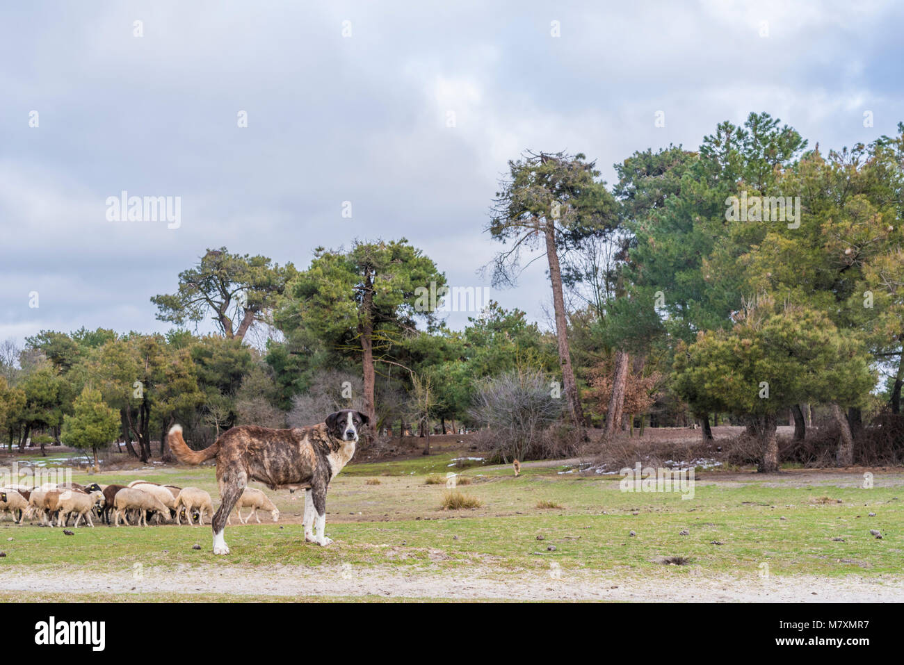 Mastin cuidando de las ovejas Foto Stock