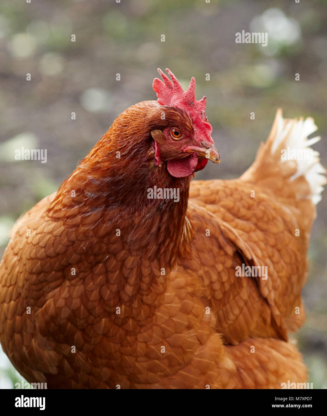 Un intervallo libero e curiosi domestici ibrido di Warren il pollo in cerca di cibo a North Yorkshire smallholding in Nidderdale Foto Stock