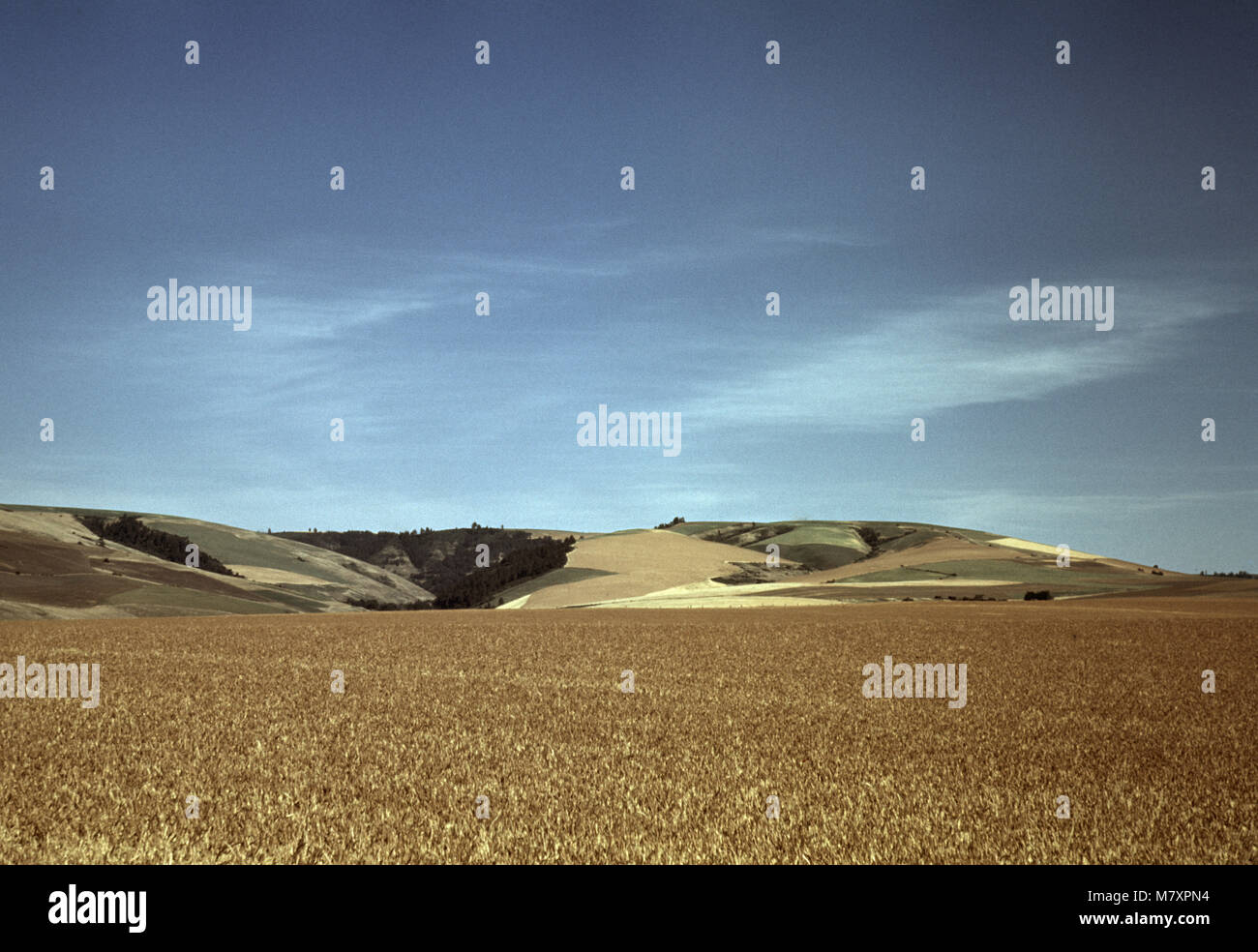 Campo di grano, Walla Walla Washington, Stati Uniti d'America, Russell Lee per la Farm Security Administration - Ufficio di informazione di guerra, Luglio 1941 Foto Stock