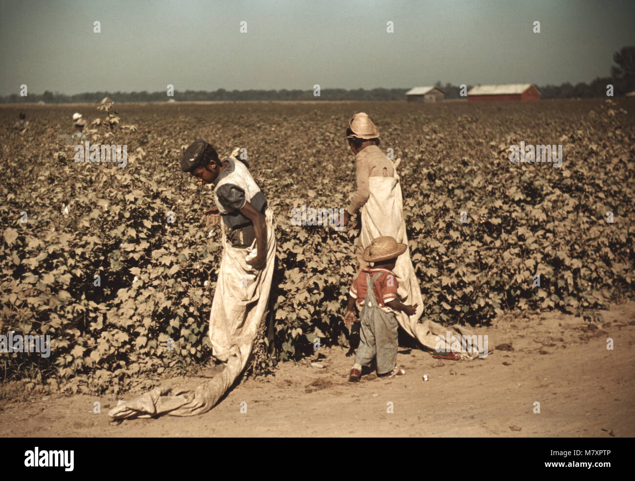 Bambini Giorno operai la raccolta del cotone, vicino a Clarksdale, Mississippi, Marion Post Wolcott per la Farm Security Administration, Novembre 1939 Foto Stock