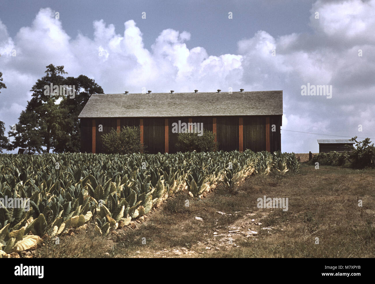 Settore del tabacco Burley con essiccamento e indurimento fienile in background, Russell Spears Farm, vicino a Lexington Kentucky, Stati Uniti d'America, Post Wolcott per la Farm Security Administration, Settembre 1940 Foto Stock