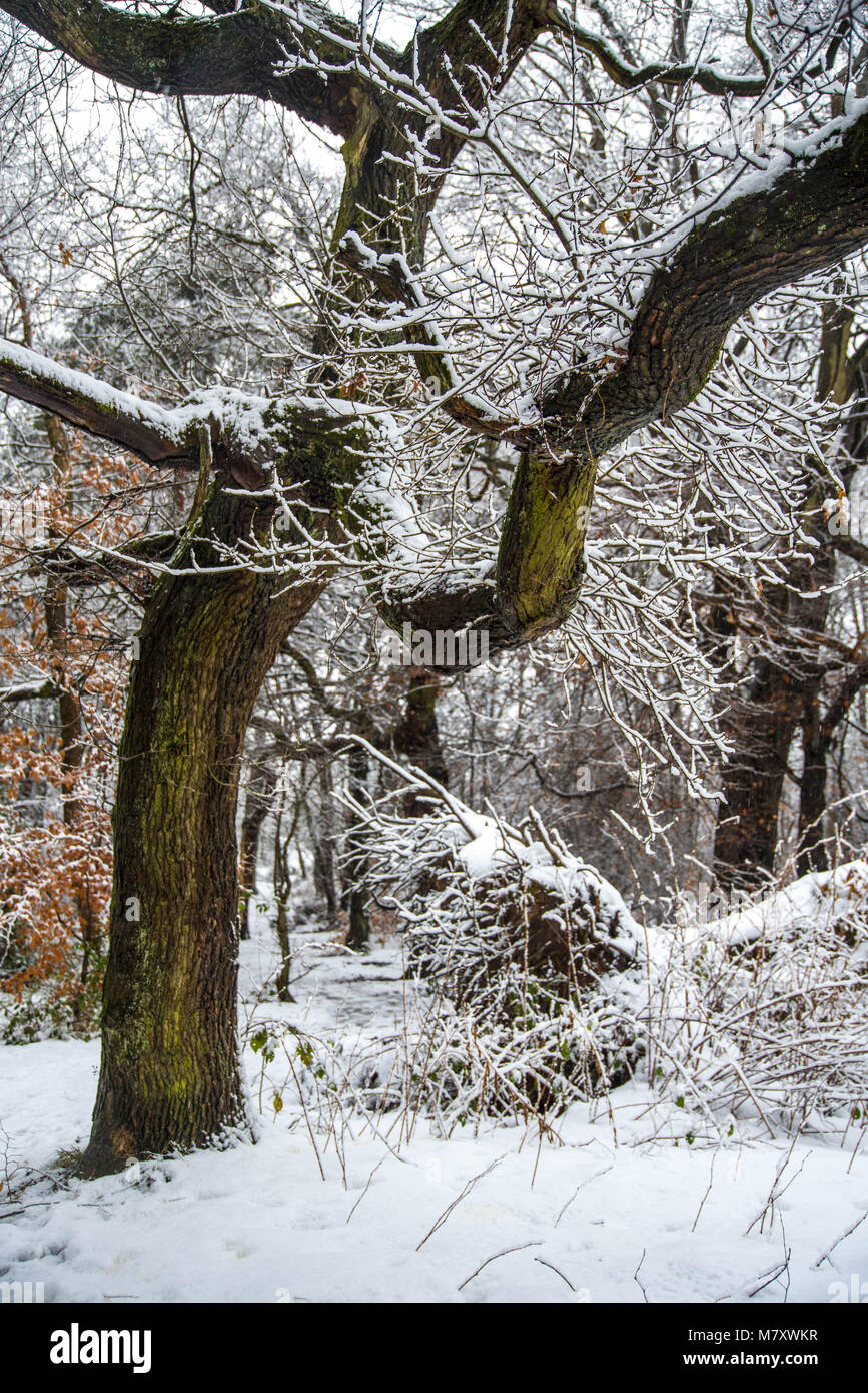 Boschi wintery in West Lothian, Scozia durante la Bestia da est Foto Stock