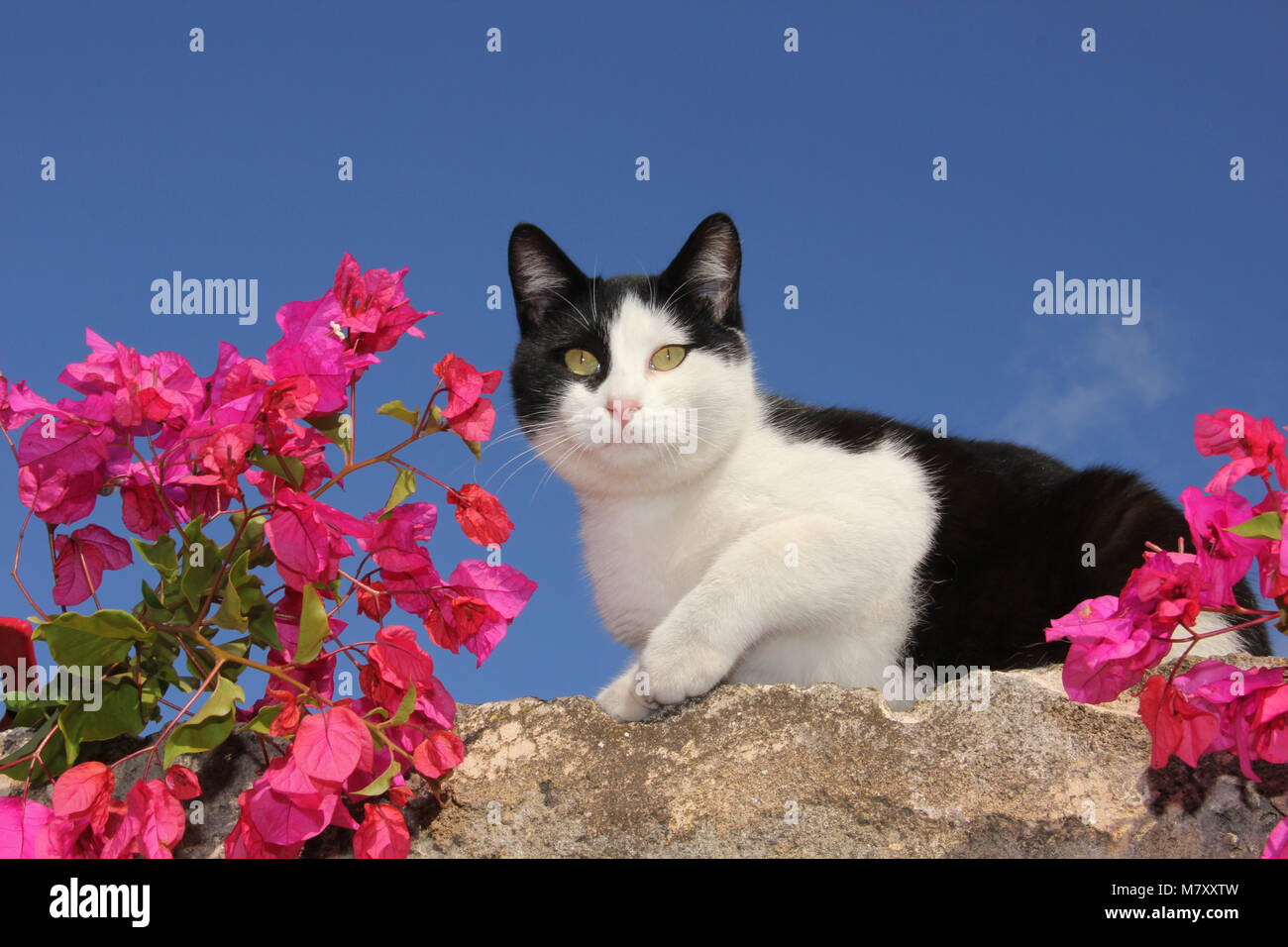 Il gatto domestico, tuxedo seduto su una parete di fronte al cielo blu Foto Stock