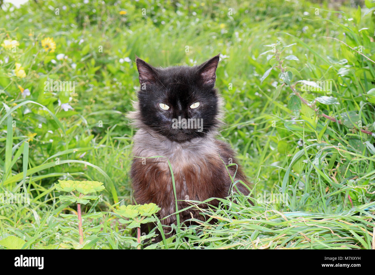 Il gatto domestico seduto su un verde prato Foto Stock