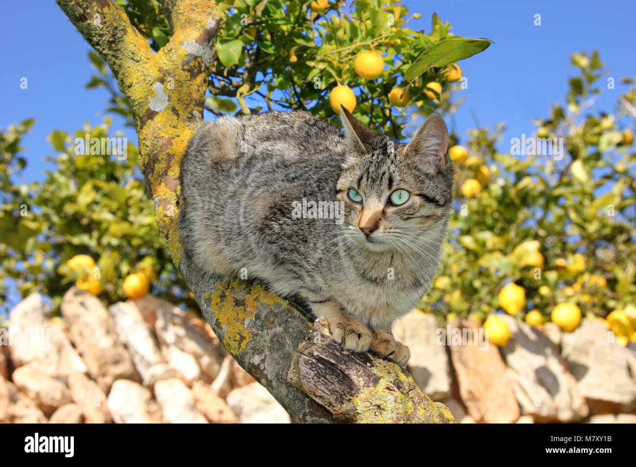 Il gatto domestico, nero tabby, seduto su un albero, albero di limone Foto Stock