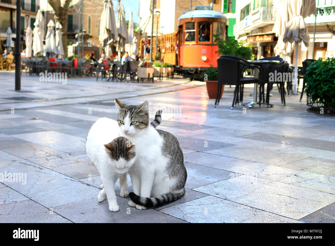Due gatti di strada, coccole di fronte la stazione ferroviaria Foto Stock