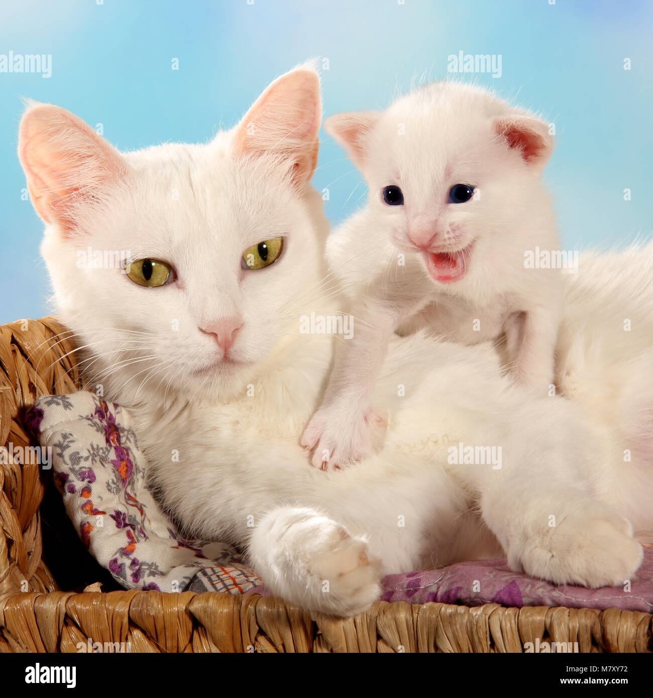 Bianco gatto domestico con un gattino bianco, 2 settimane Foto Stock