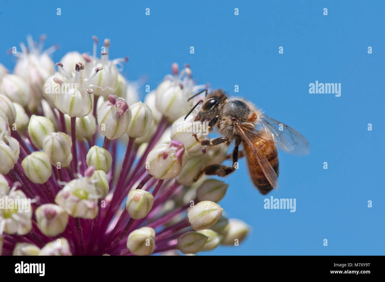 Il miele-bee impollinatori fiore Foto Stock