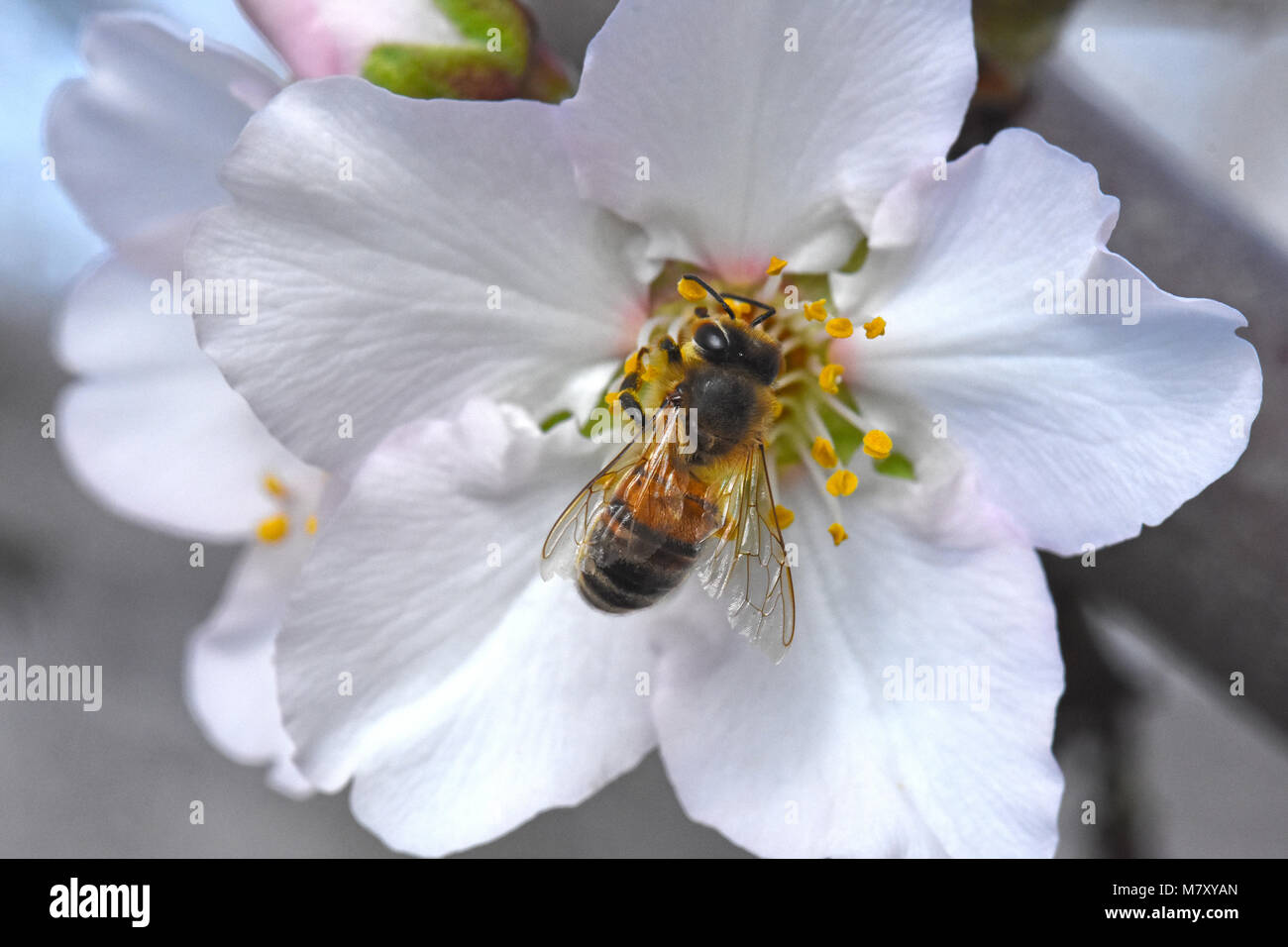 Il miele-bee impollinatori fiore Foto Stock