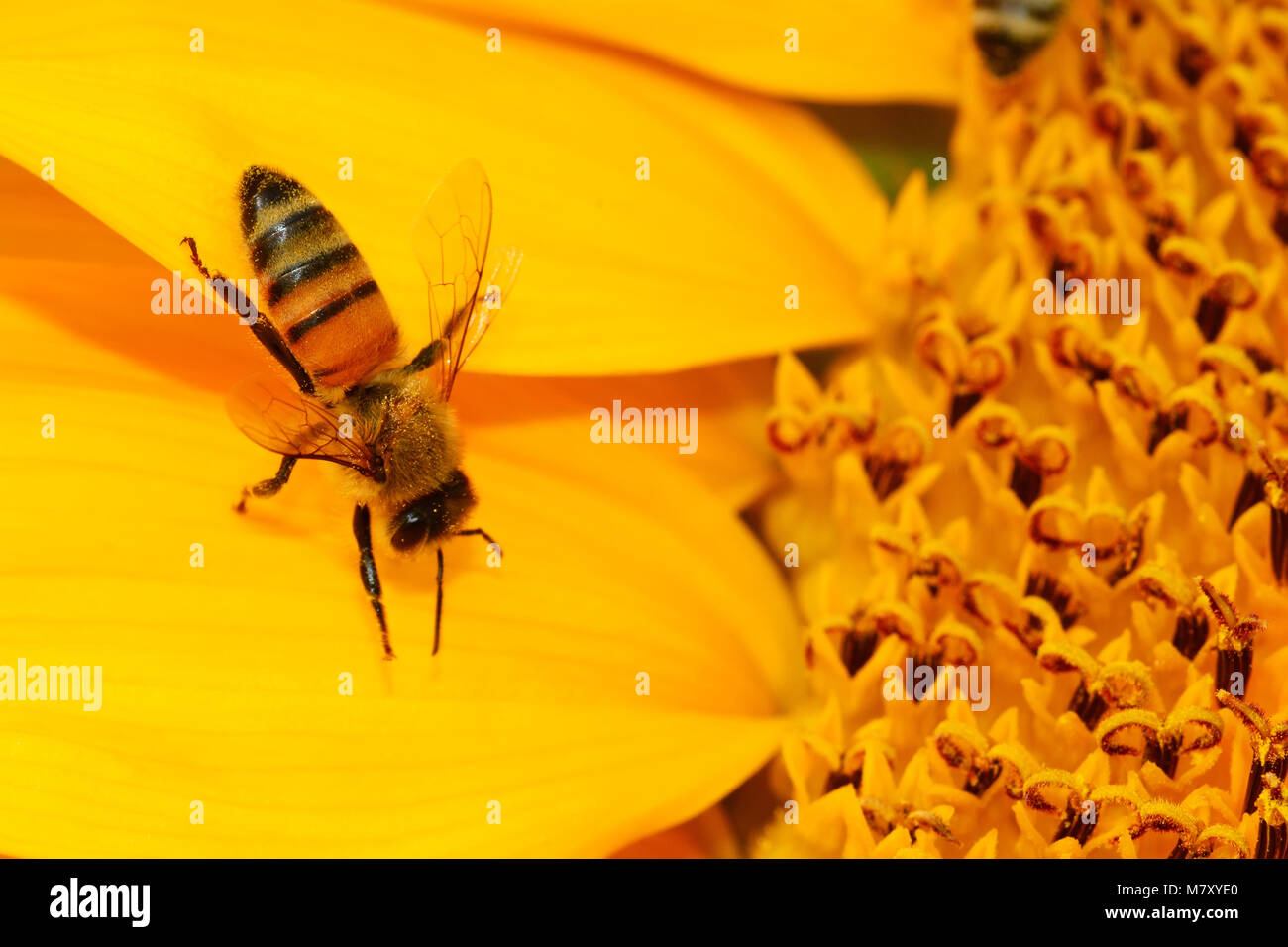 Il miele-bee impollinatori fiore Foto Stock