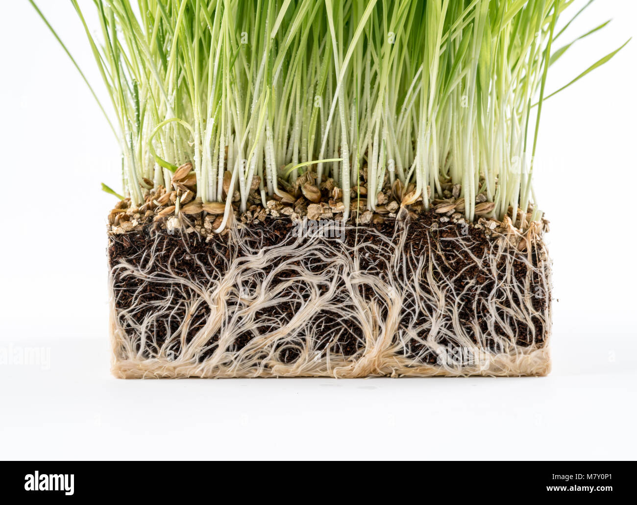 Pianta verde erba con un pezzo di terreno. Studio della microflora del terreno Foto Stock