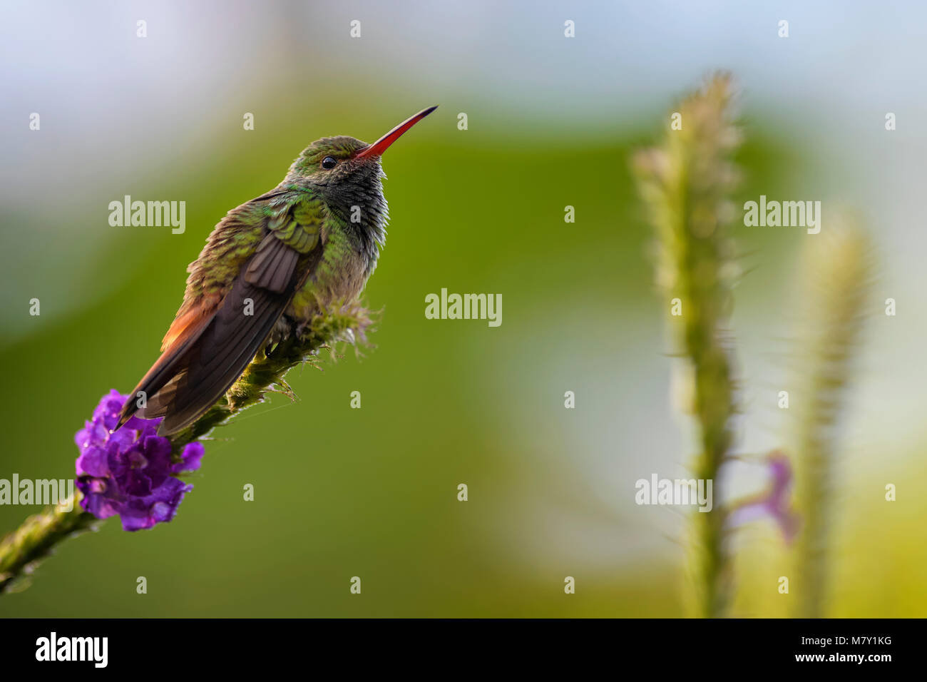 Rufous-tailed Hummingbird - Amazilia tzacatl, bello colorato piccolo hummingbird dal Costa Rica La Paz. Foto Stock