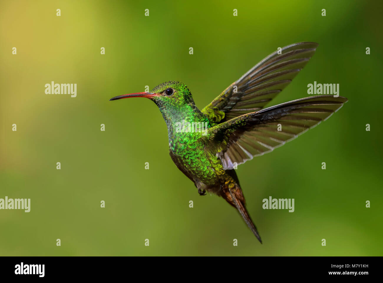 Rufous-tailed Hummingbird - Amazilia tzacatl, bello colorato piccolo hummingbird dal Costa Rica La Paz. Foto Stock