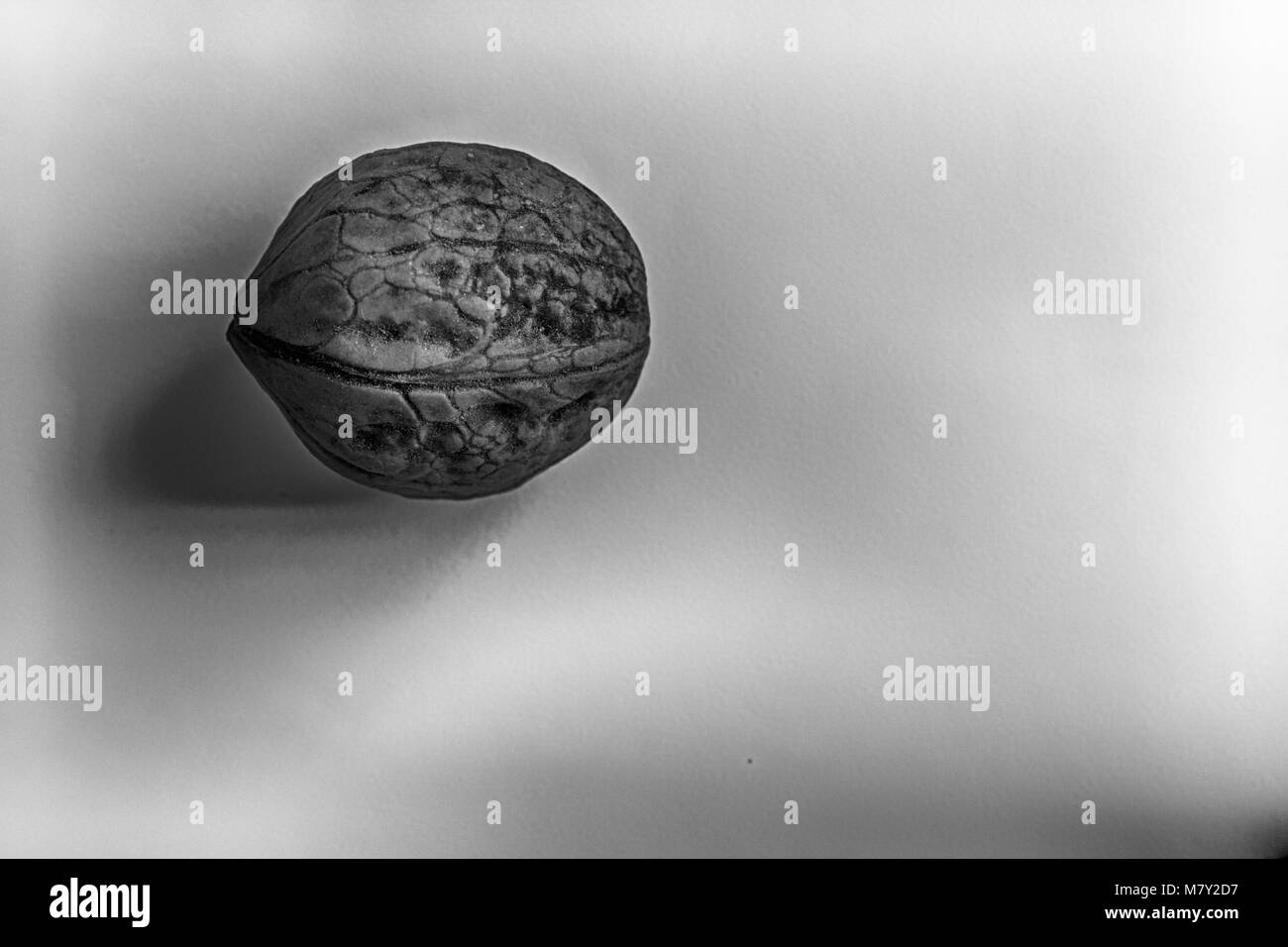 Monojchrome una noce solated su uno sfondo bianco. Foto Stock