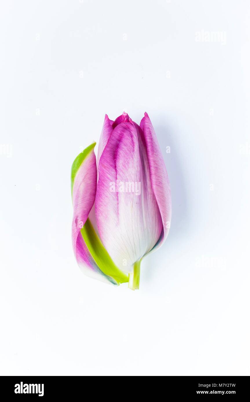 Un singolo, rosa tulip testa con un petalo falling off Foto Stock