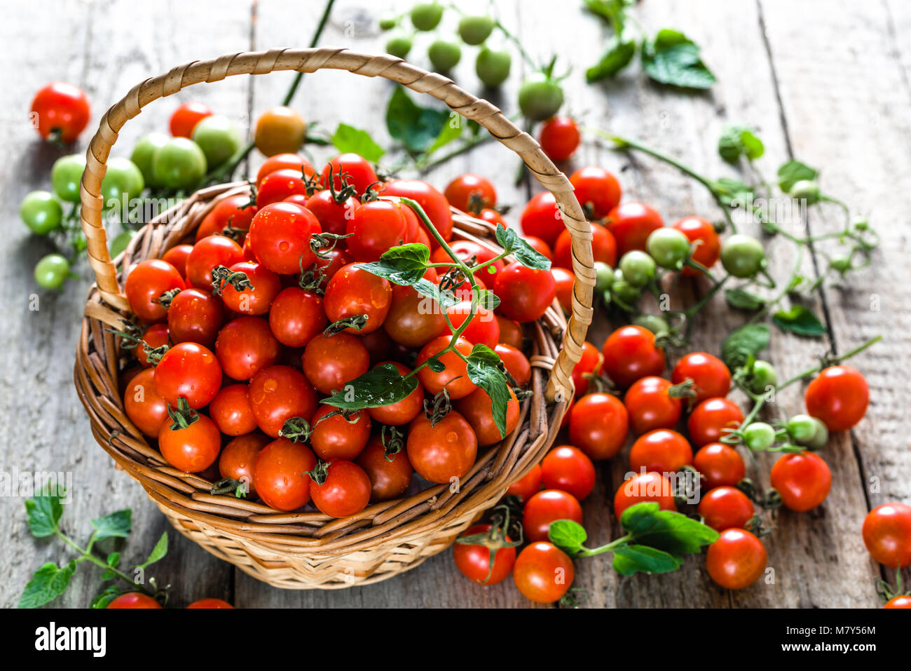 Organico chiamato pomodori ciliegino nel cestello sul tavolo di legno, azienda prodotti freschi appena raccolti dagli agricoltori locali Foto Stock