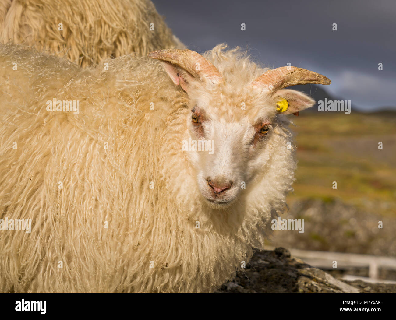 Ritratto di Icelandic Sheep, Autunno Round-up, Islanda Foto Stock
