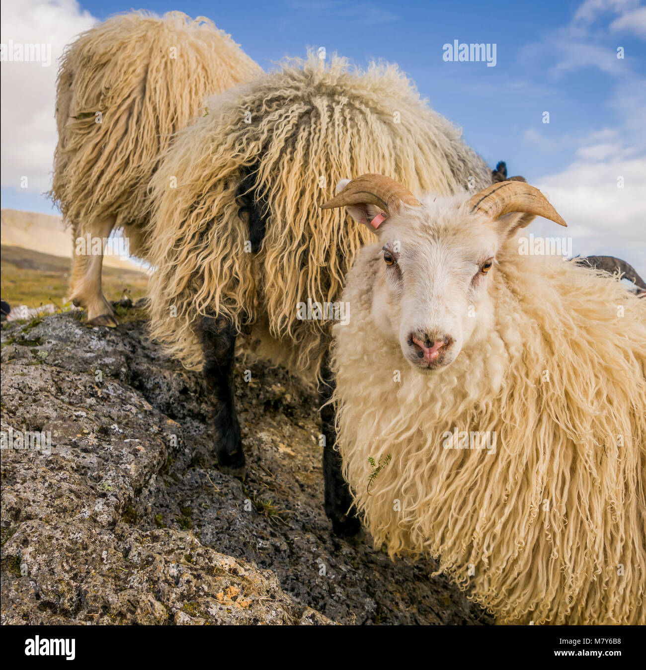 Icelandic Sheep, Autunno Round-up, Islanda Foto Stock