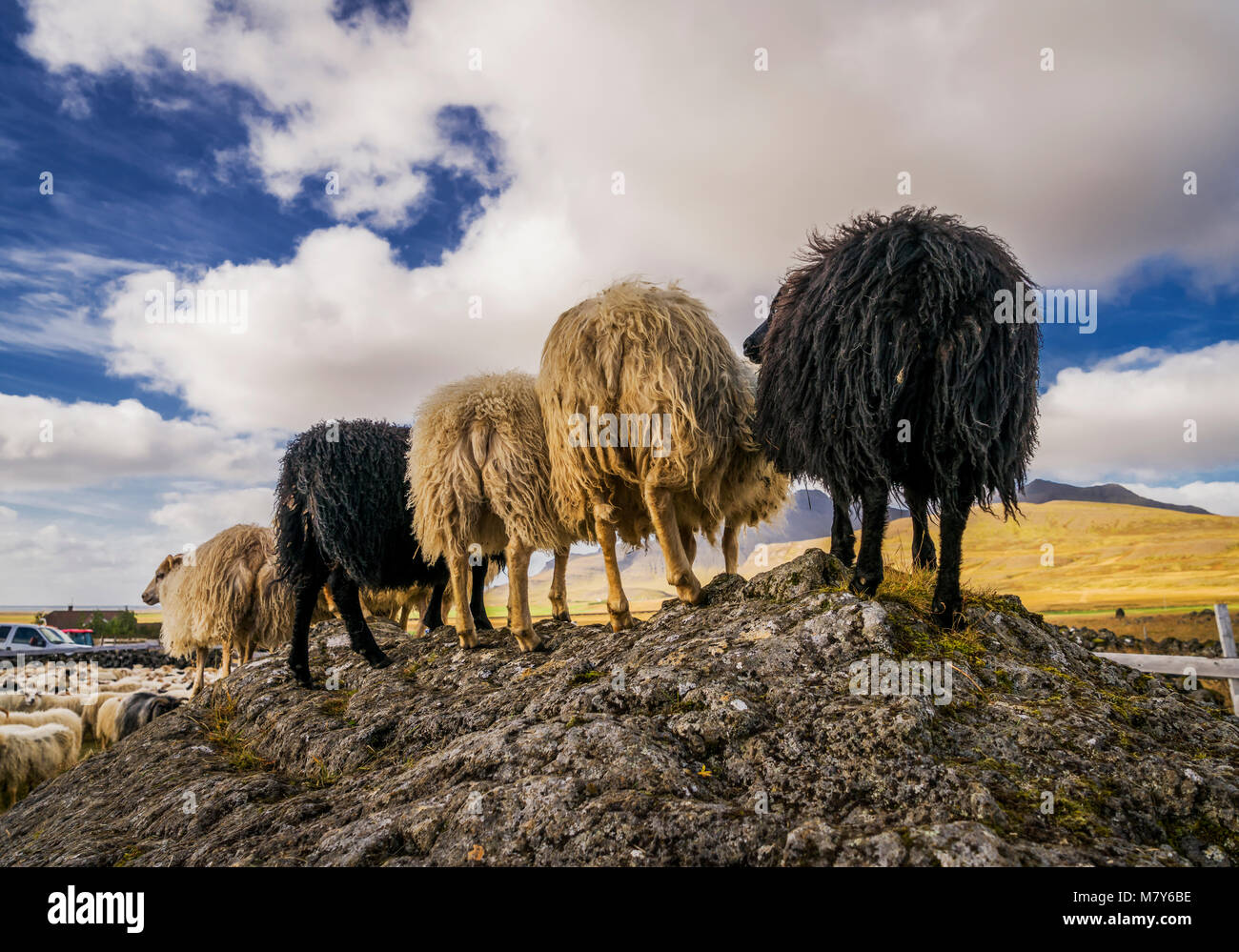 Backsides, Icelandic Sheep, Autunno Round-up, Islanda Foto Stock