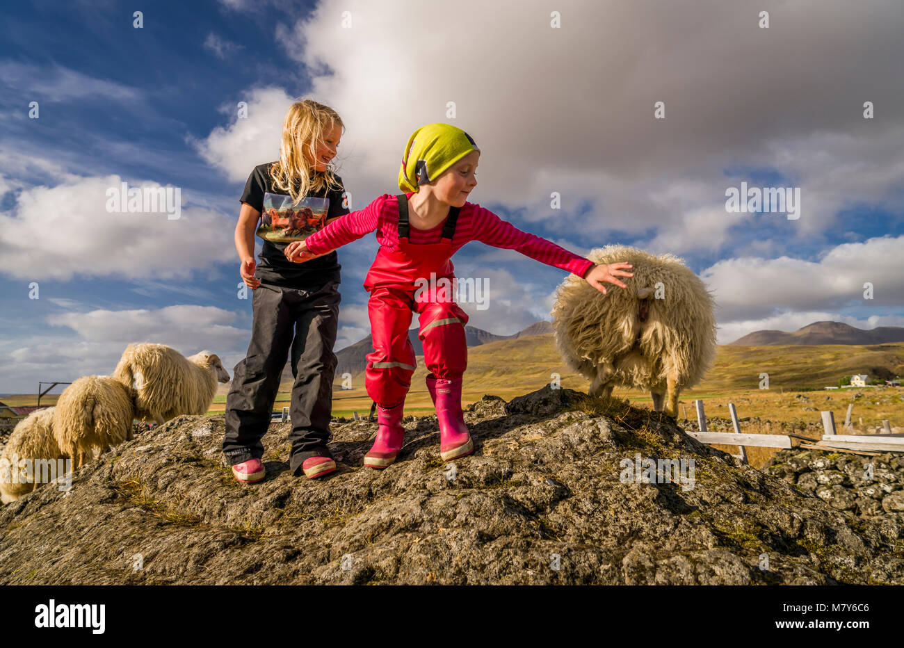 Bambini con Icelandic Sheep, Autunno Round-up, Islanda Foto Stock