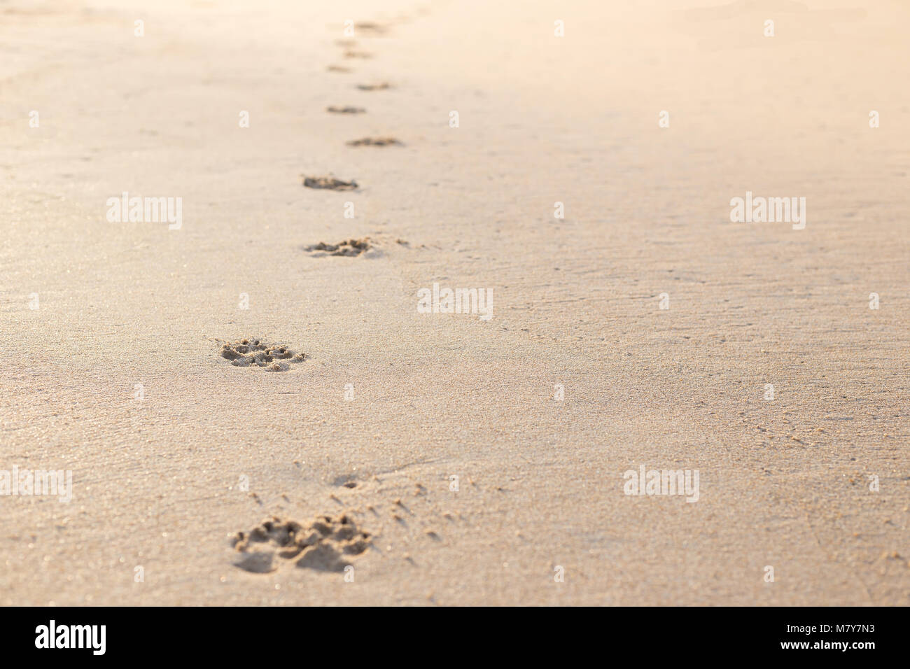 Foto di cane (animale) impronta sulla spiaggia tropicale Foto Stock