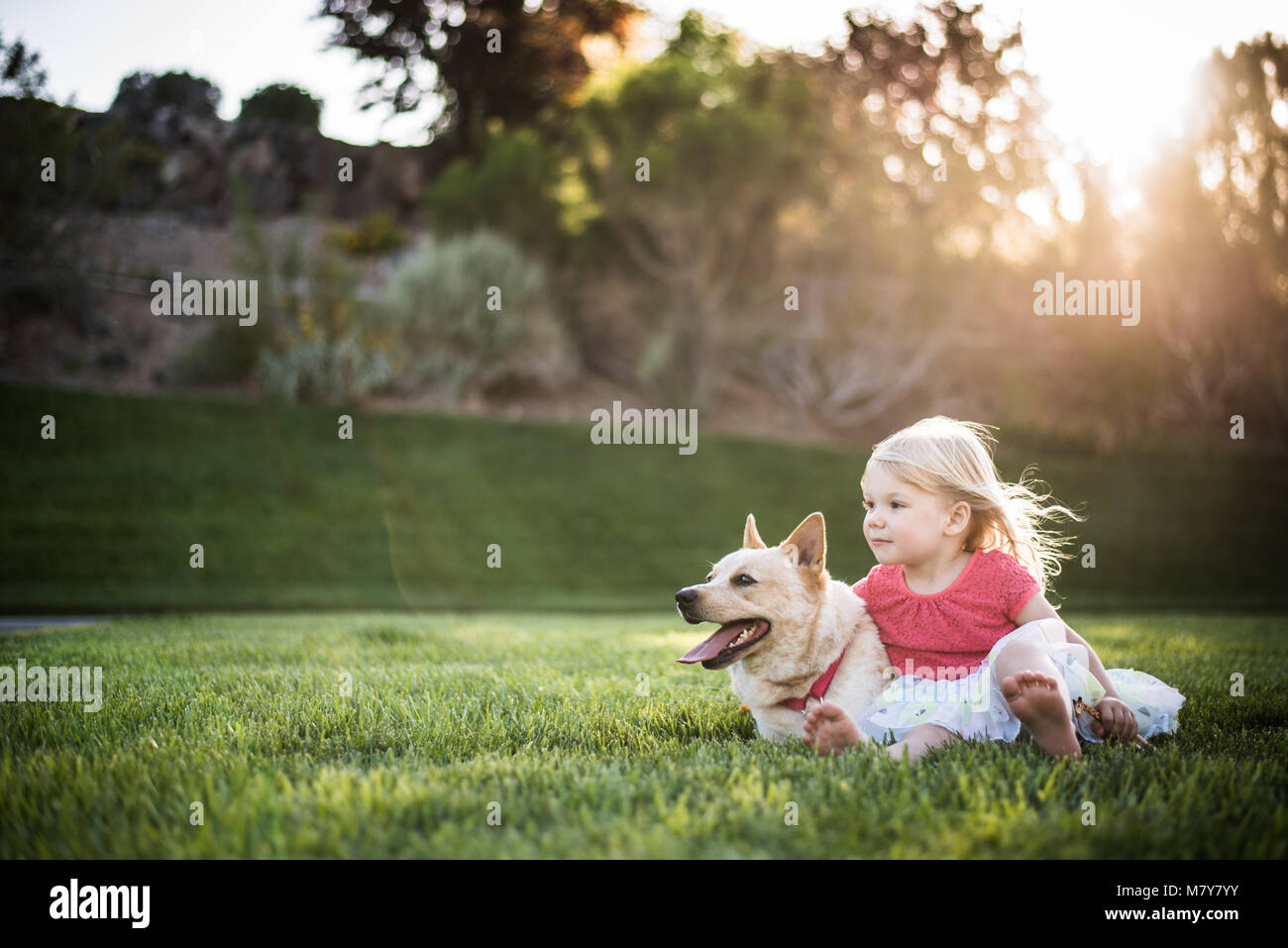 Bambino seduto in erba con il cane al tramonto Foto Stock