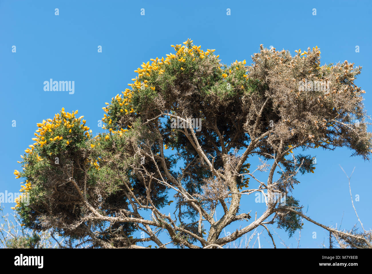 Gorse giallo fiori contro il cielo blu Foto Stock