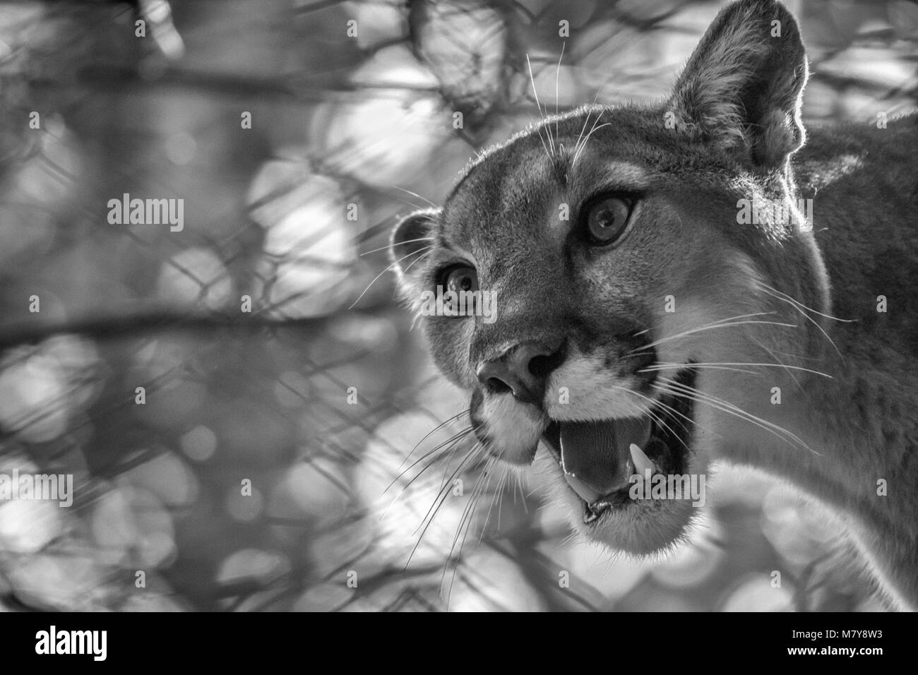 Close-up di un cougar (Puma concolor) contro uno sfondo di foglie e di recinzione presso la Western North Carolina Centro Natura in Asheville, NC, Stati Uniti d'America Foto Stock