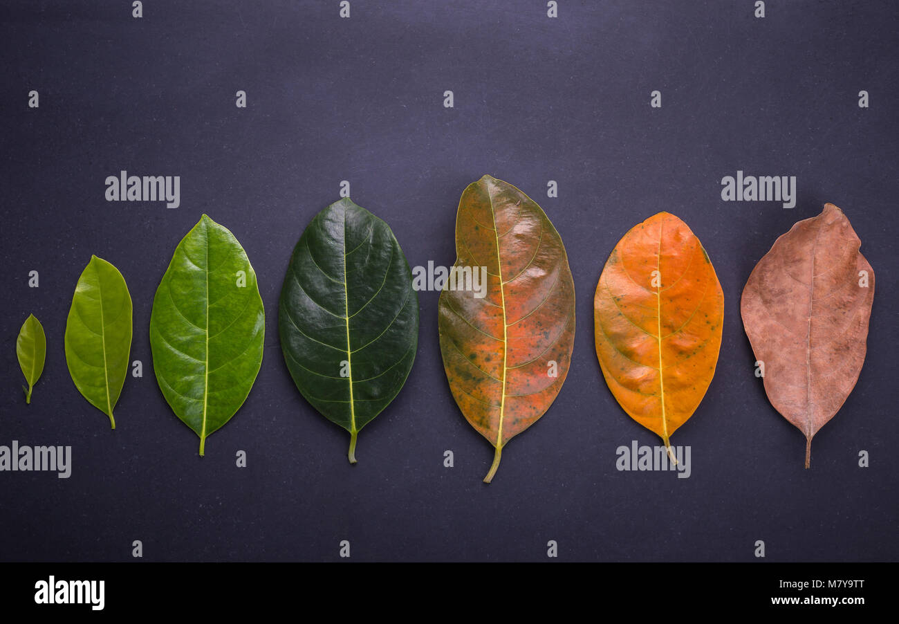 Colore diverso ed età delle foglie del jackfruit foglie dal fresco verde al marrone a secco su pietra nera dello sfondo. Per ambiente concep modificati Foto Stock