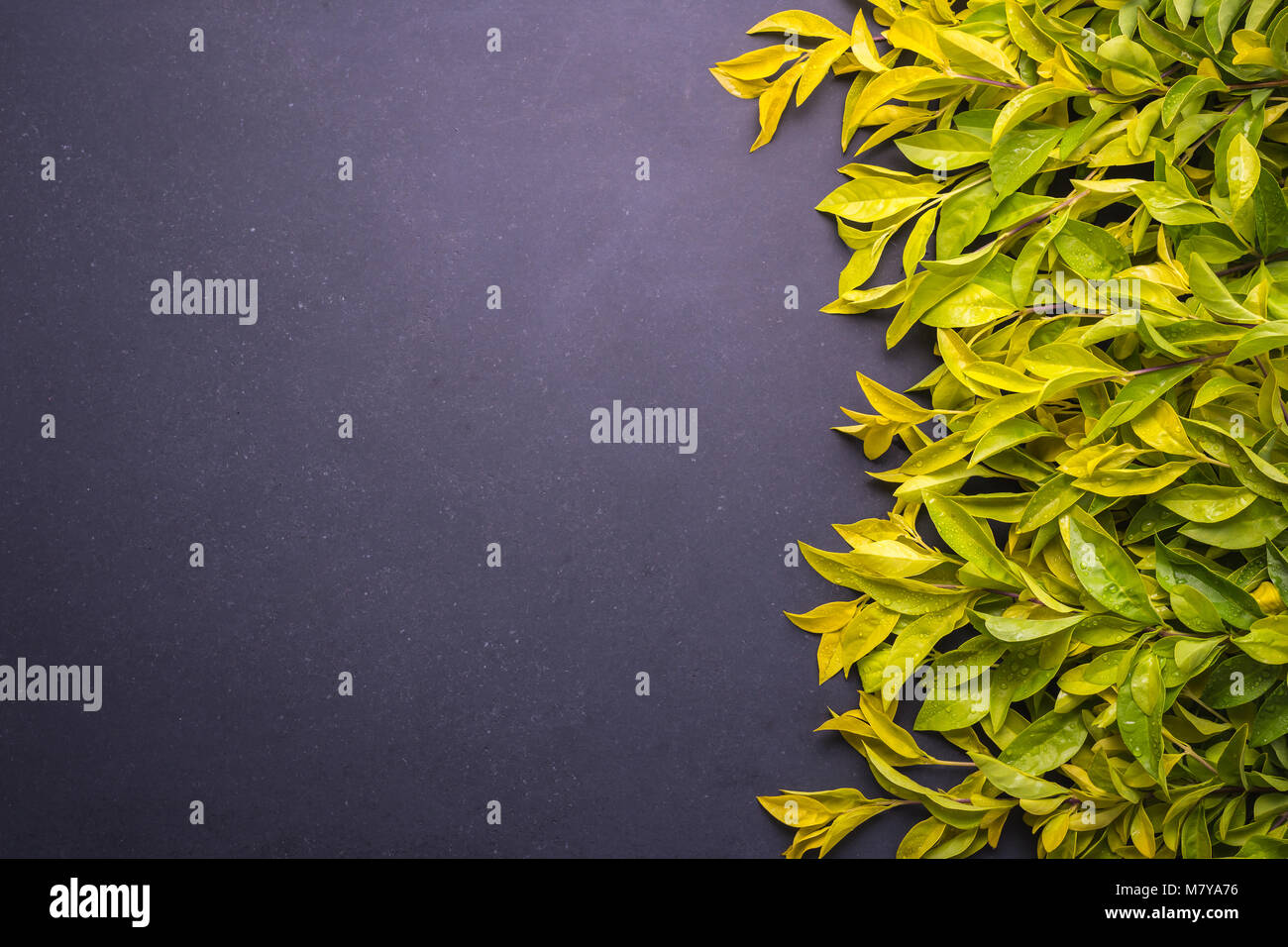 Fresh giallo e verde foglia sul ramo. Vista dall'alto sulla pietra nera sfondo con spazio libero per il testo o per la progettazione Foto Stock