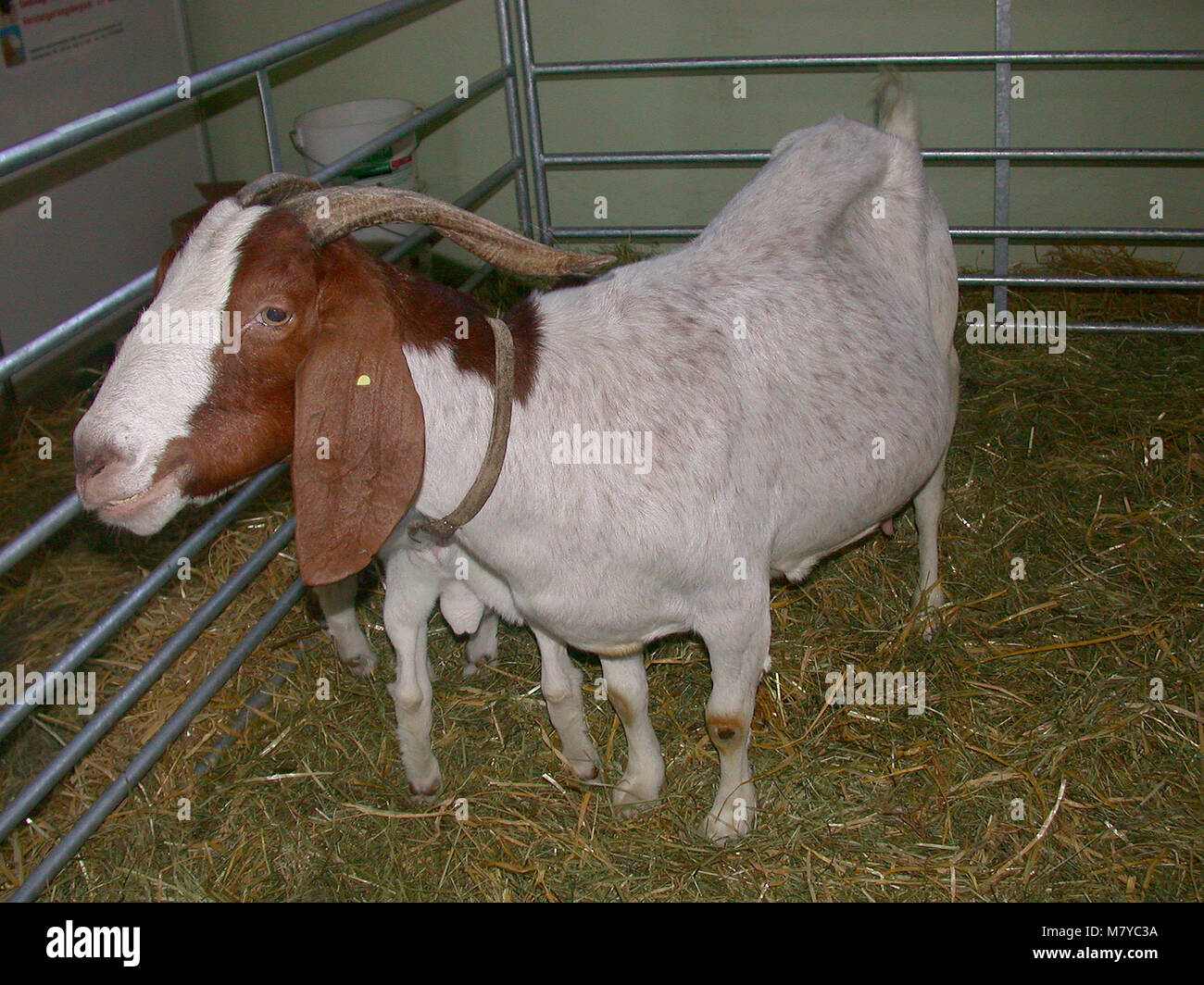 Boer goat 1 Foto Stock