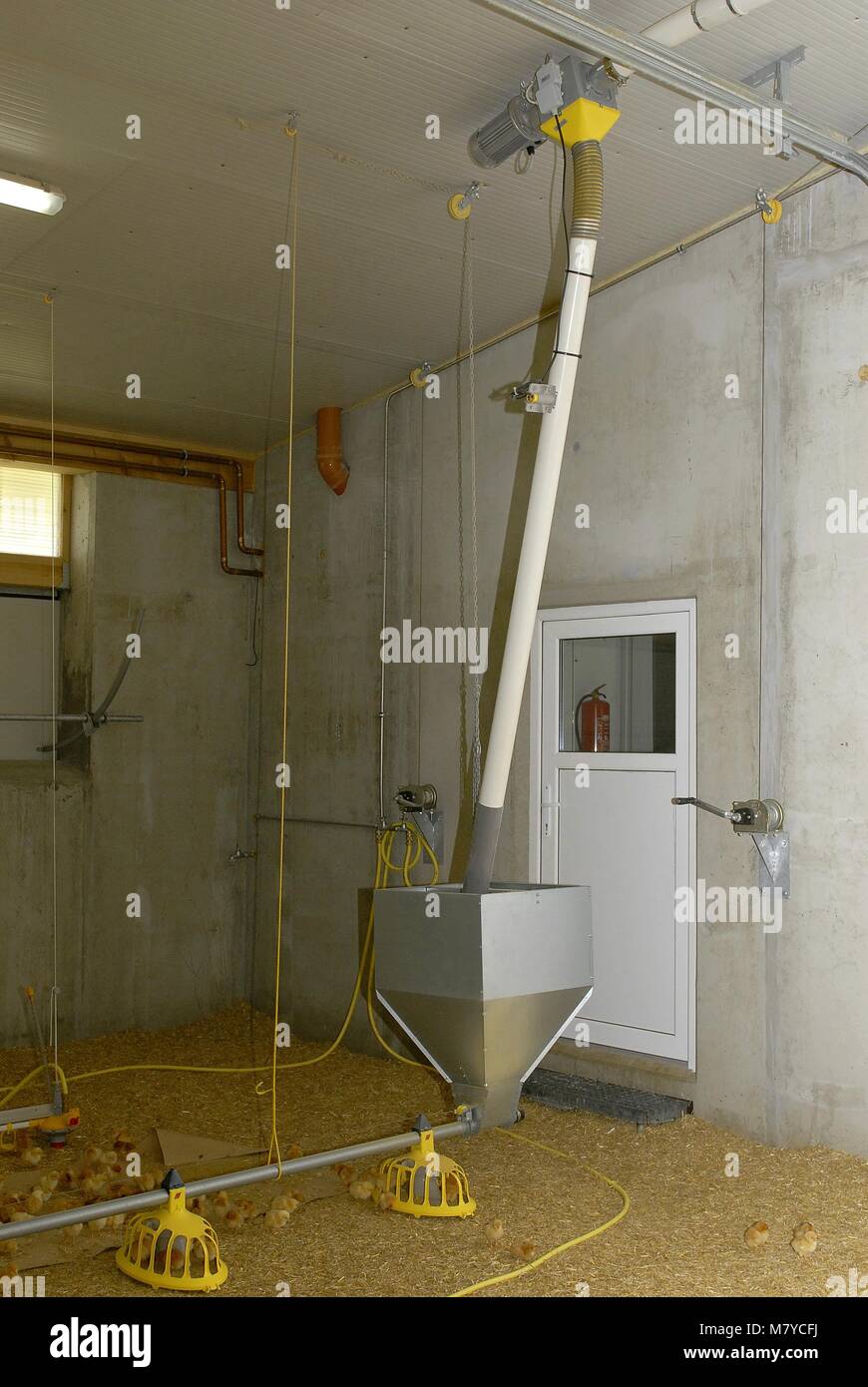 Polli da carne Unità di alimentazione 2 Foto Stock