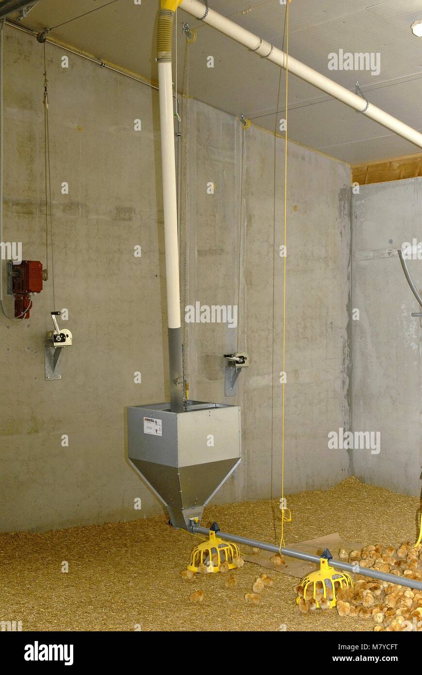 Polli da carne Unità di alimentazione 1 Foto Stock