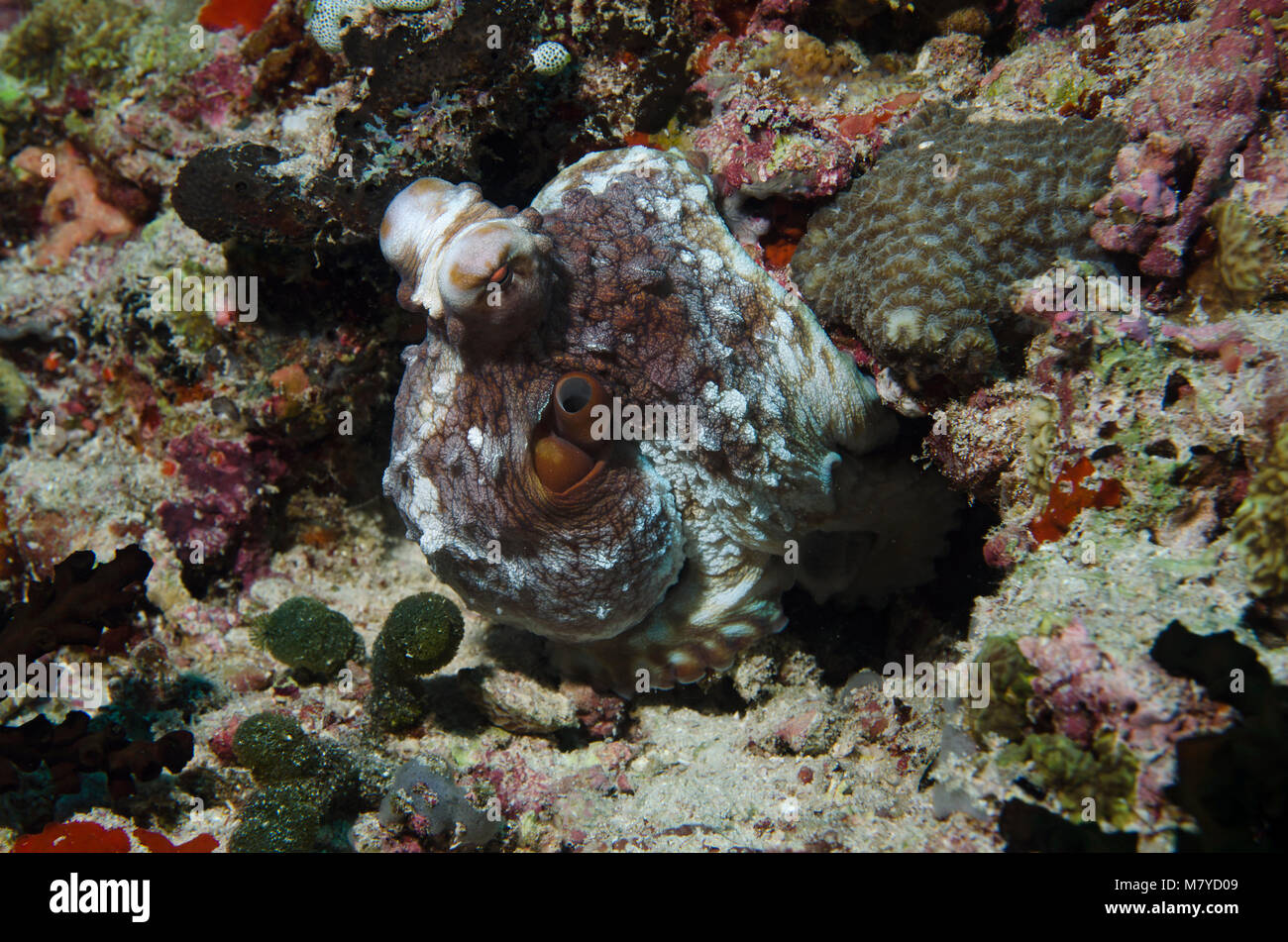 Chiusura del giorno Octopus, Octopus cyanea, sulla barriera corallina in atollo di Ari, Maldive Foto Stock