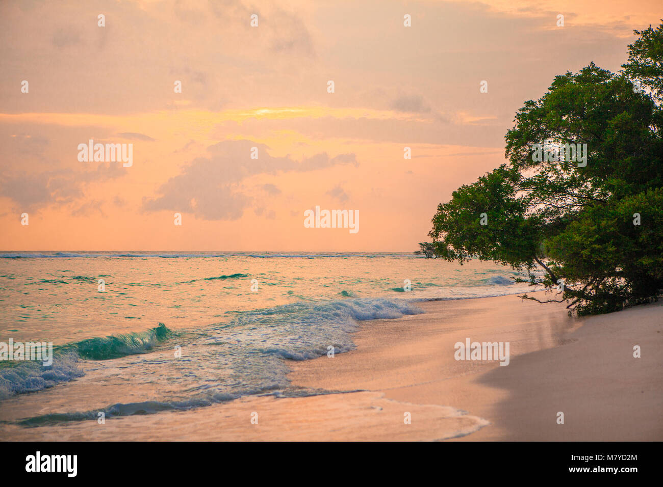 Deserta spiaggia celeste, con acque turchesi e rosa cielo giallo al tramonto, con alberi sulla sabbia vicino al mare Foto Stock