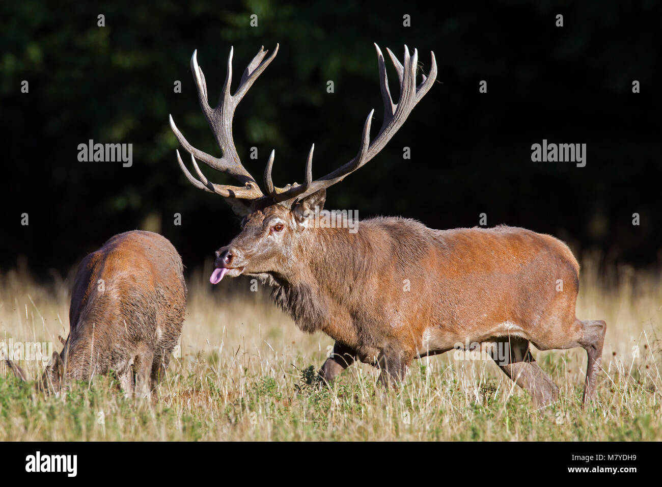 Il cervo (Cervus elaphus) stag checking out hind / femmina in calore sfiorando la linguetta durante la routine in autunno Foto Stock