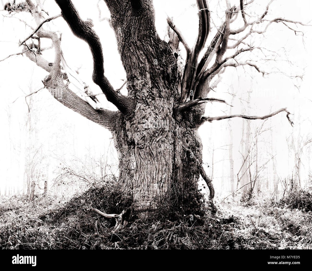 Antica, nodose e ritorto tronchi d'albero. Parte di una serie di antichi e il veterano alberi Foto Stock