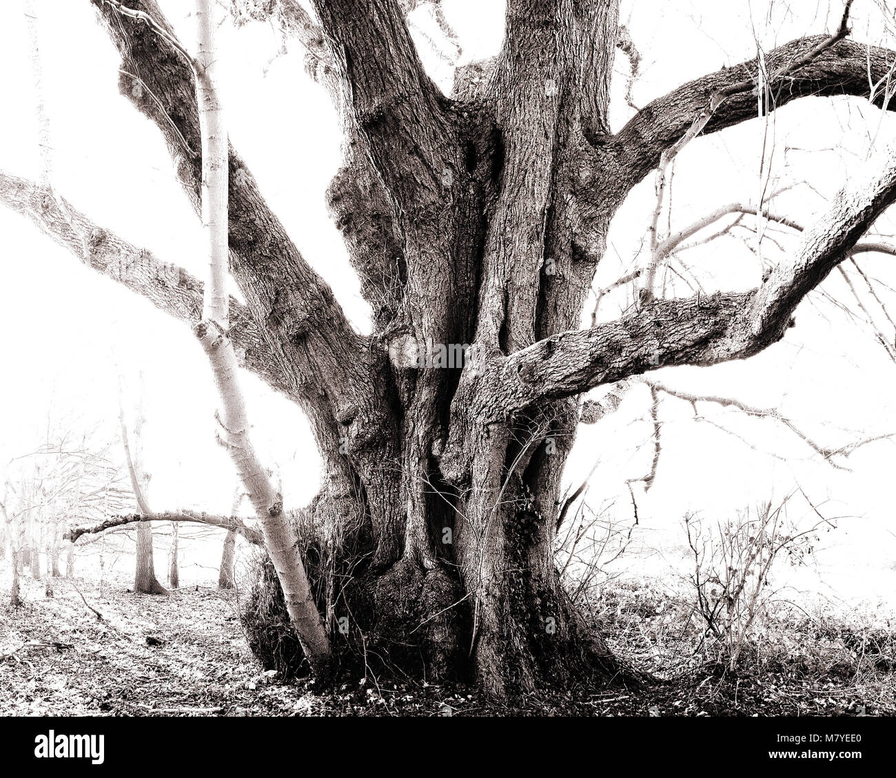 Antica, nodose e ritorto tronchi d'albero. Parte di una serie di antichi e il veterano alberi Foto Stock