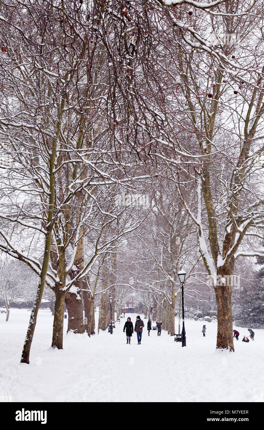 Avenue of London platani presso le vigne, Rochester, Kent, Regno Unito, nella neve di febbraio 2018 Foto Stock