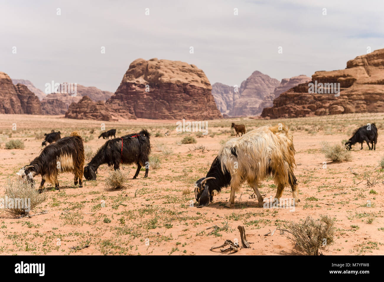 Un gruppo di capre nel Wadi Rum desert in Jjordan. Foto Stock