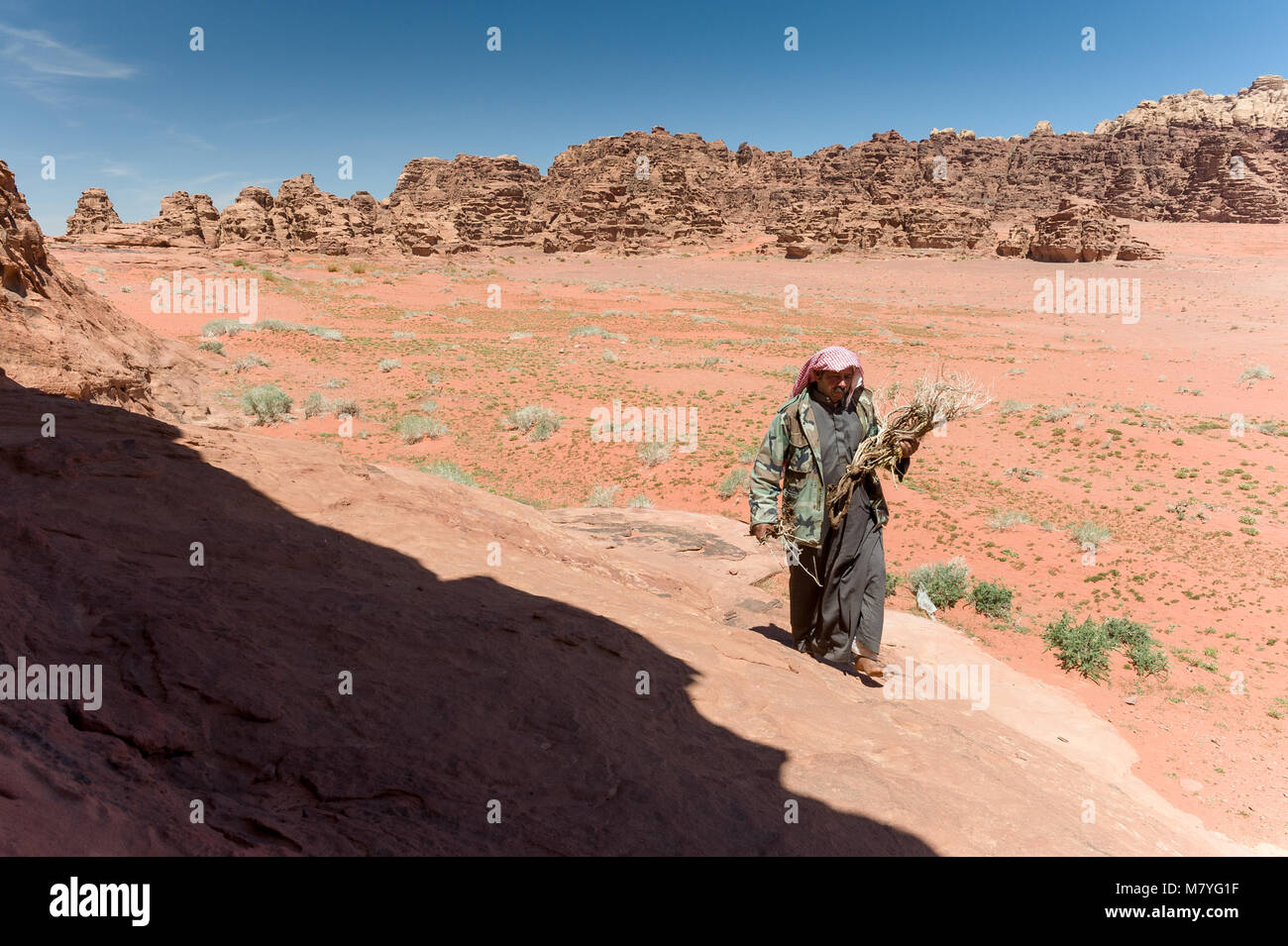 Bedouin uomo alla ricerca di legna nel Wadi Rum area in Giordania. Foto Stock