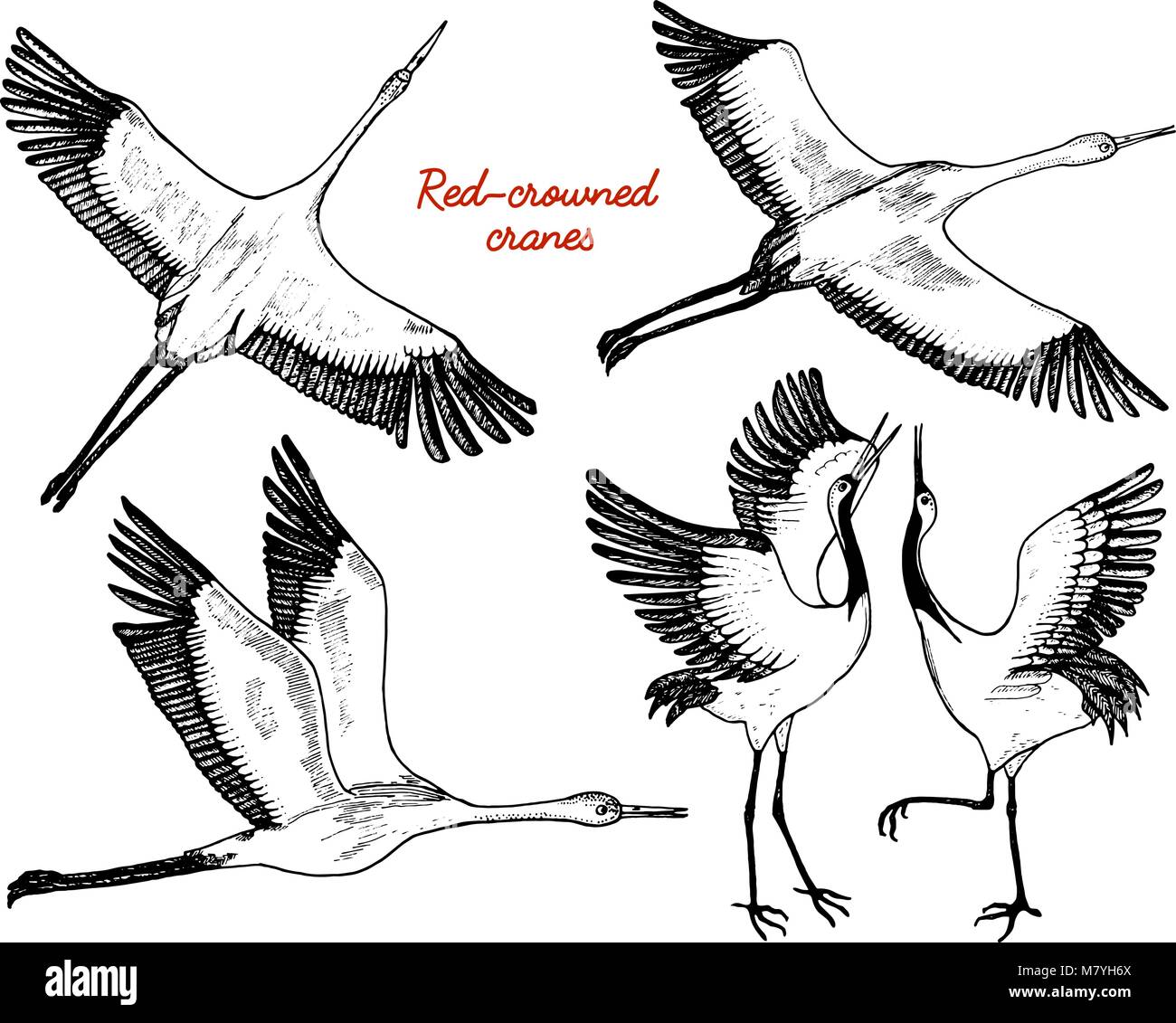 Uccelli selvatici in volo. Gli animali nella natura o nel cielo. Gru o Grus e stork o shadoof e Ciconia con ali. incisi Bozzetto disegnato a mano in stile vintage. Illustrazione Vettoriale