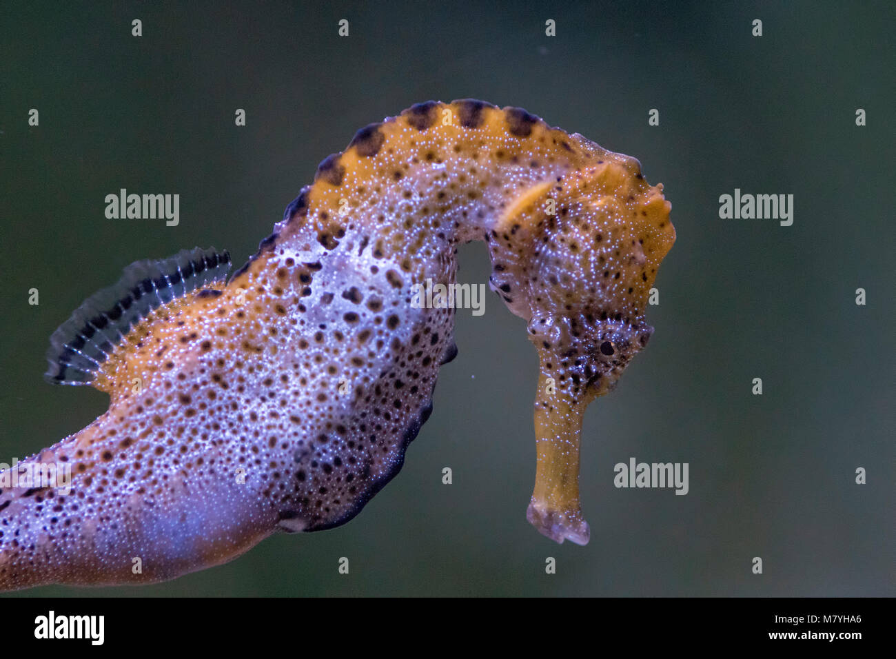 Cavalluccio Marino Longsnout Foto Stock