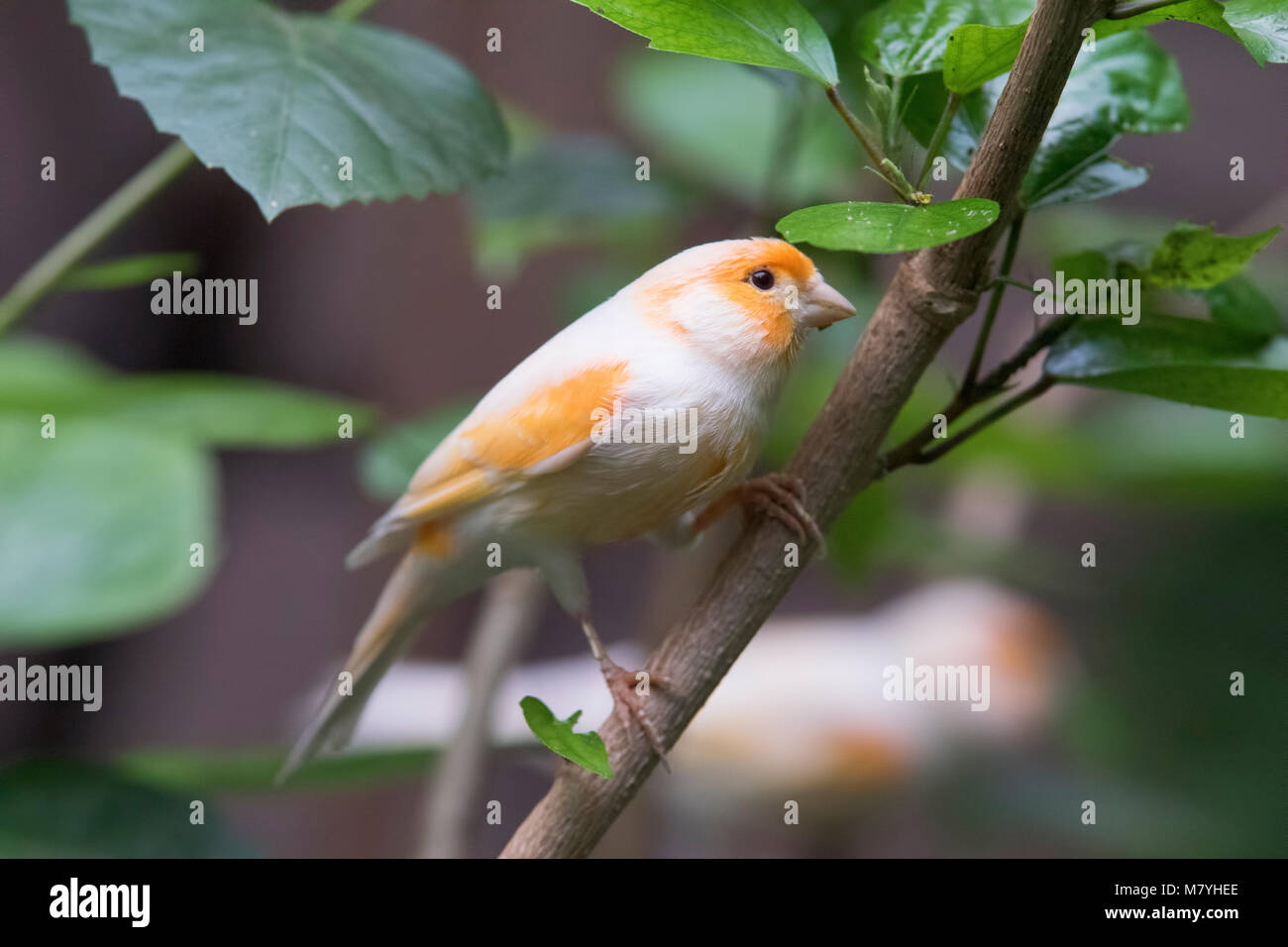 Atlantic Bird canarie in cerca di cibo Foto Stock