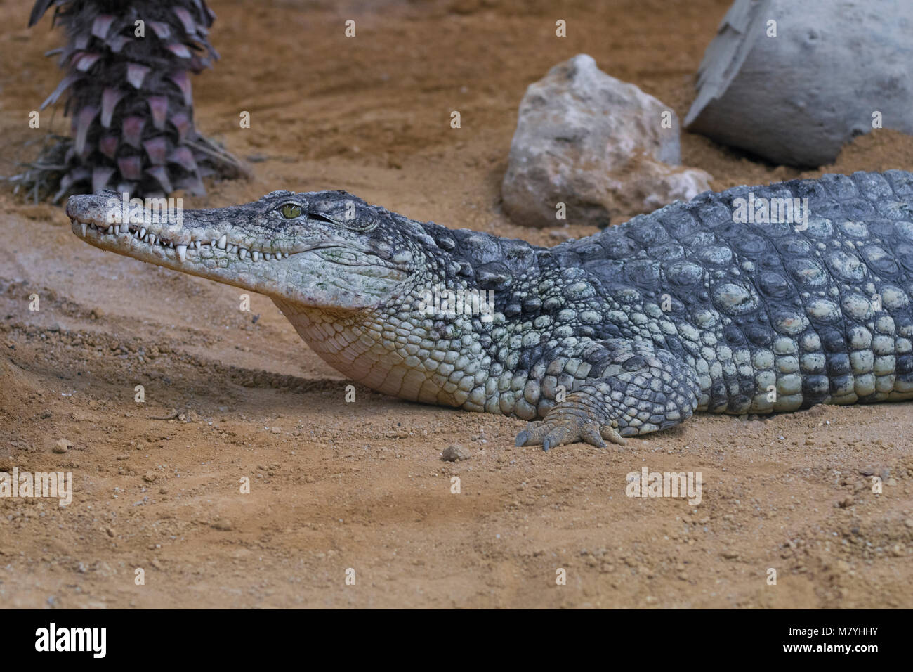 Femmina niles crocodile appoggiata nella sabbia Foto Stock