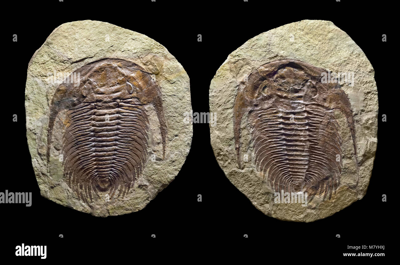 Fossil trilobata, parte & controparte, positivi e negativi nelle impronte della matrice di roccia. Paradoxides sp. Jbel Afraou formazione, Cambriano, 505 myr Foto Stock